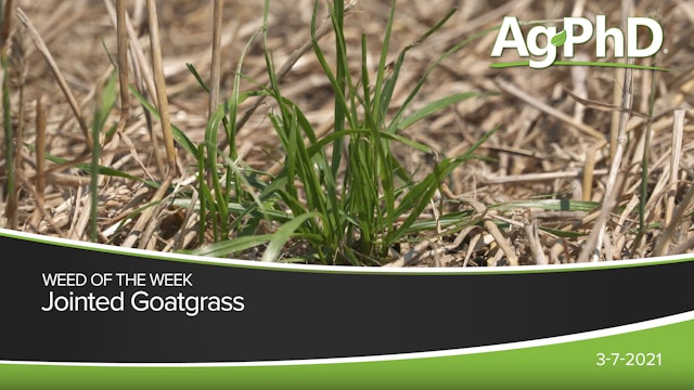 Jointed Goatgrass | Ag PhD