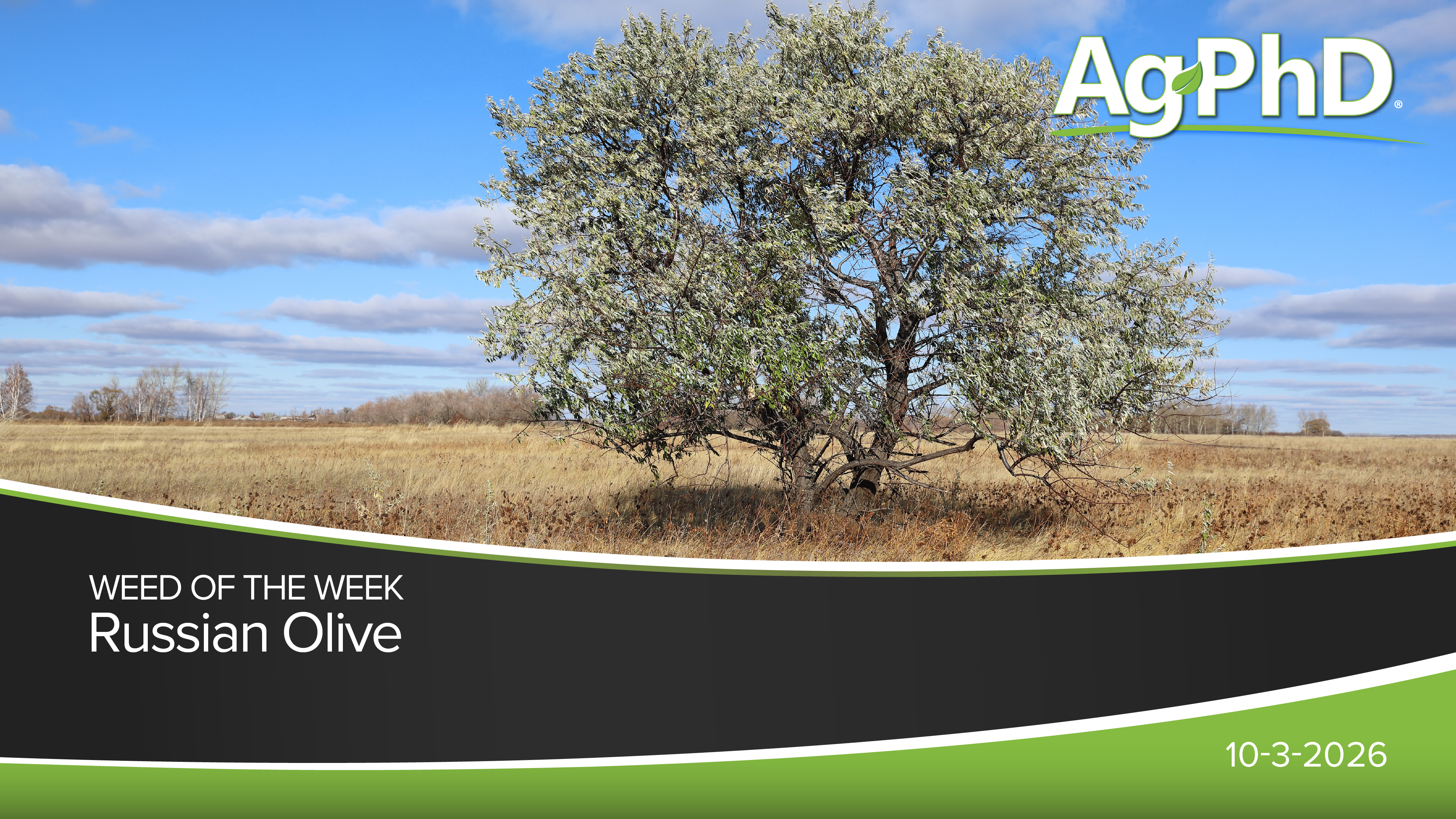 Russian Olive | Ag PhD