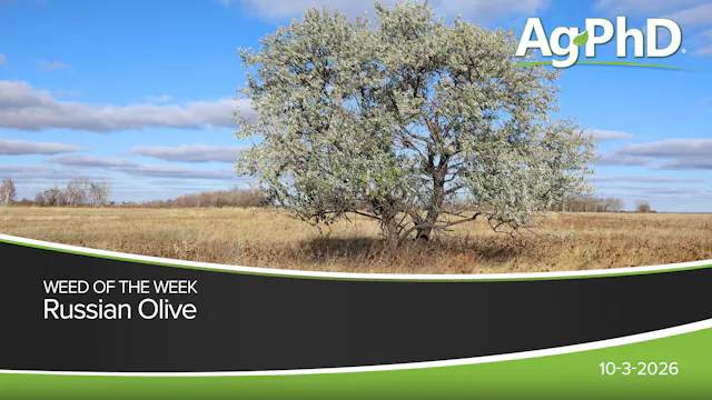Russian Olive | Ag PhD