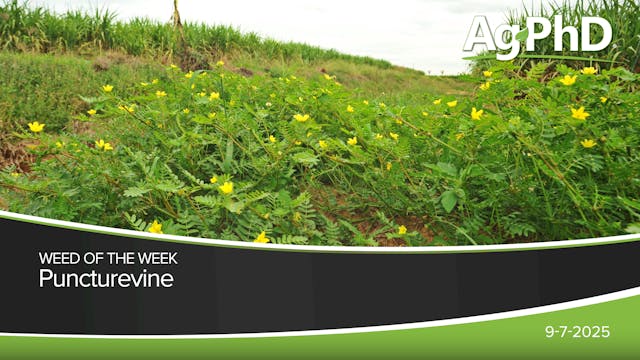 Puncturevine | Ag PhD