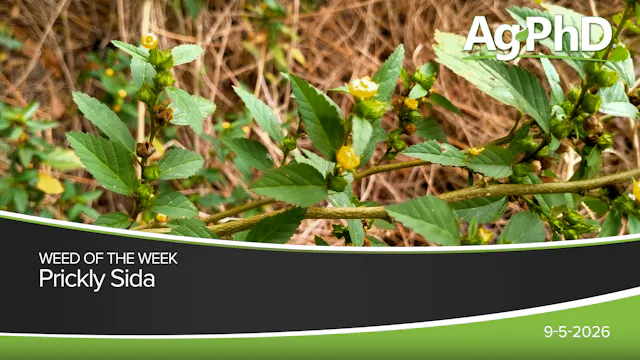 Prickly Sida | Ag PhD