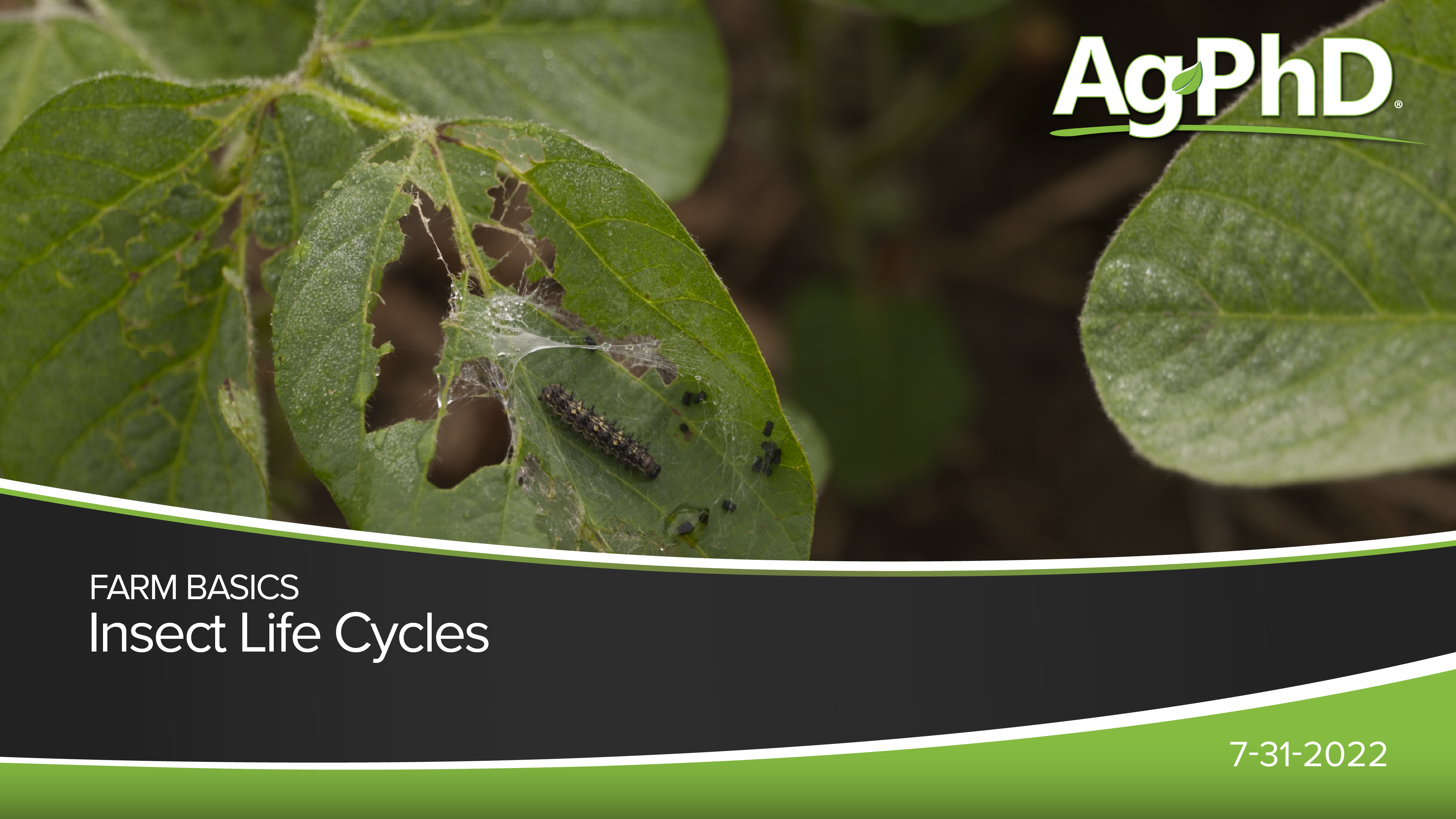 Insect Life Cycles | Ag PhD