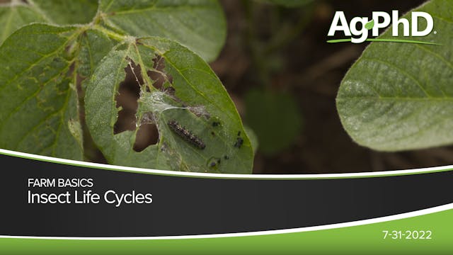 Insect Life Cycles | Ag PhD