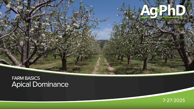 Apical Dominance | Ag PhD