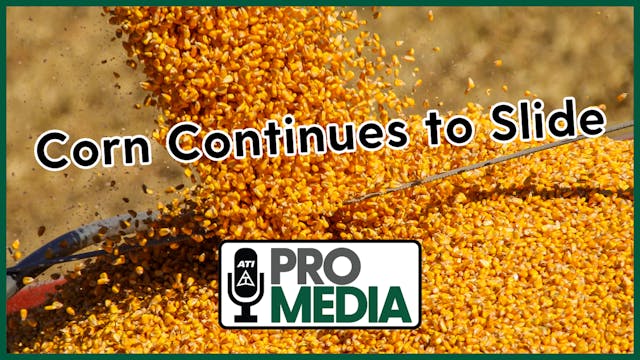 Corn Continues to Slide | ATI ProMedi...