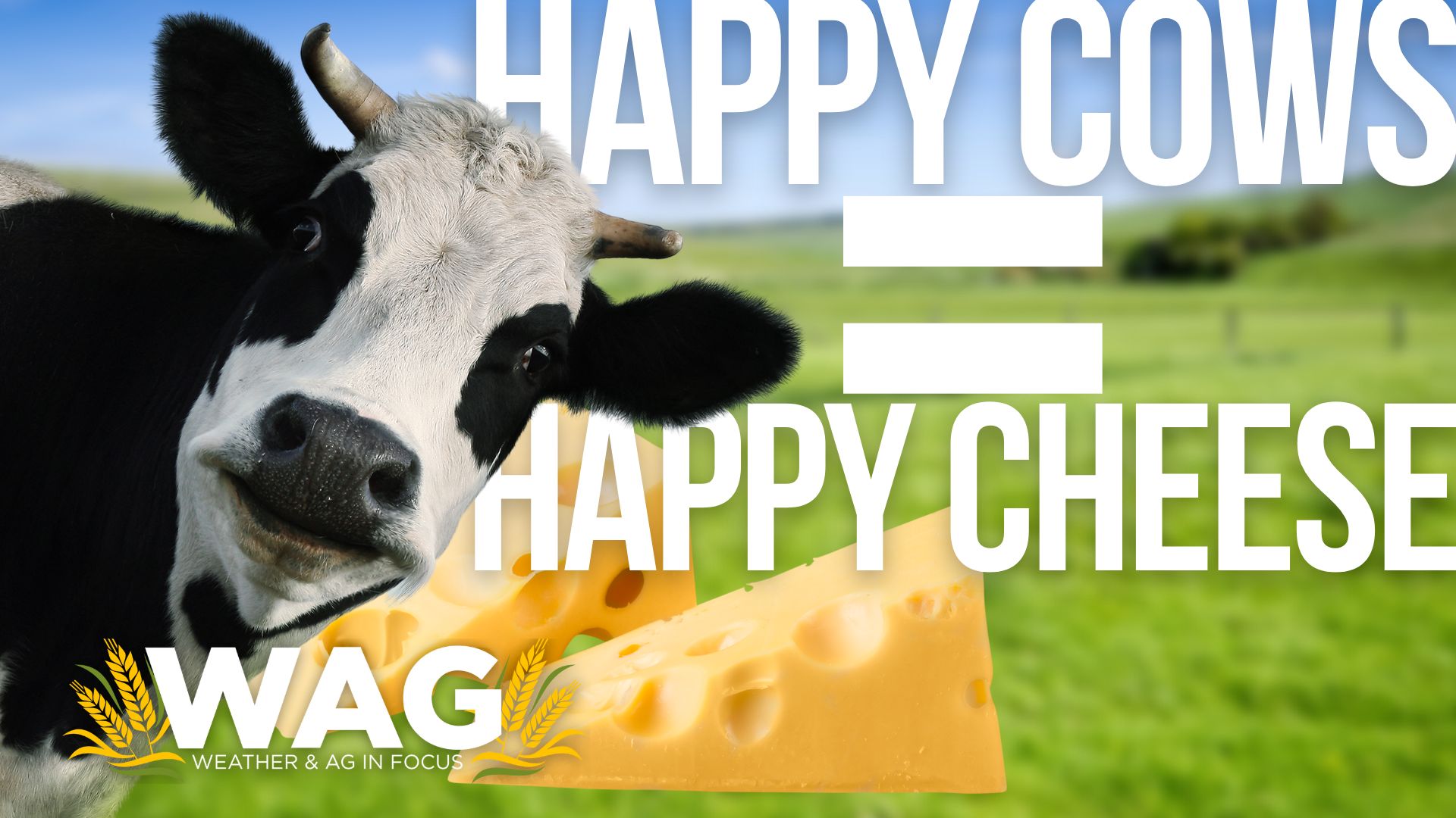 Happy cows = happy cheese in SD! 11-1-22 WAG In Focus