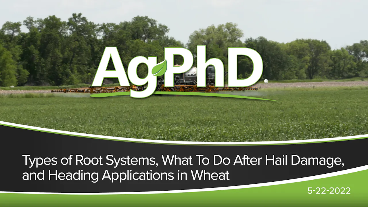 Types of Root Systems, Hail Damage, Heading Application in Wheat | Ag ...