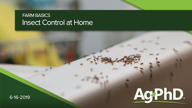 Insect Control at Home