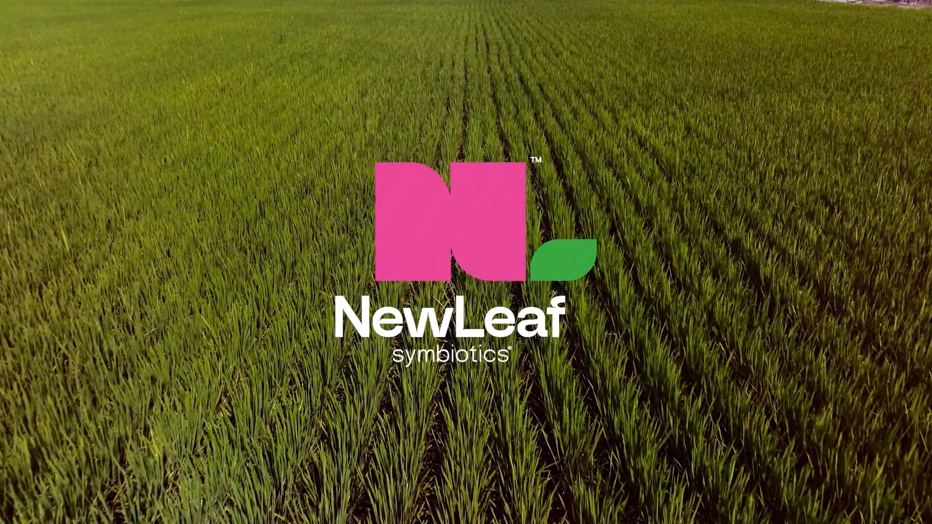 Meeting the Demand for Rice | NewLeaf Symbiotics