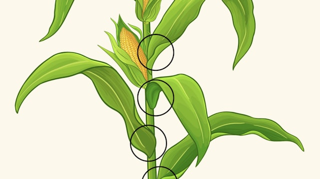 Understanding Corn Stages | Sound Ag