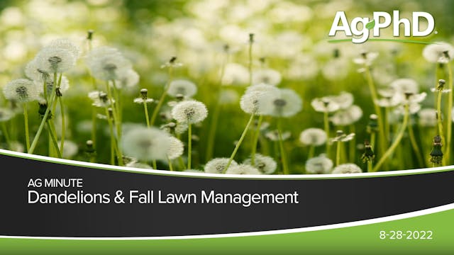 Dandelions & Fall Lawn Management