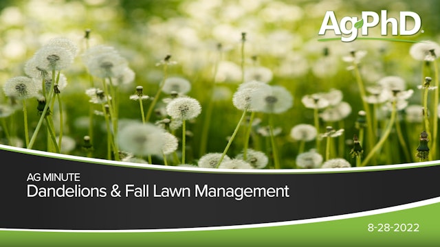 Dandelions & Fall Lawn Management | Ag PhD