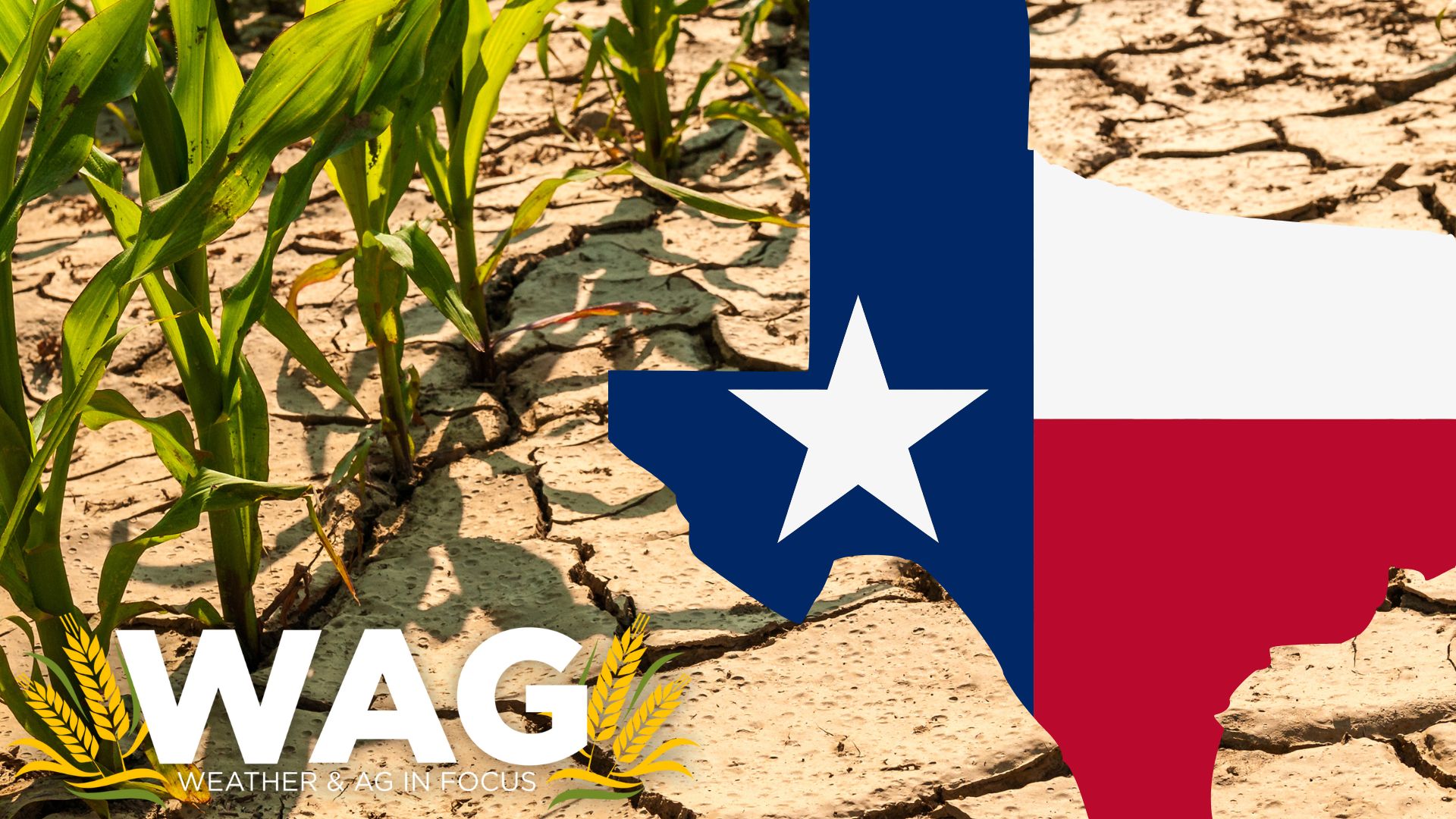 Texas Soils Taking Flight in Drought! WAG In Focus 3-6-23