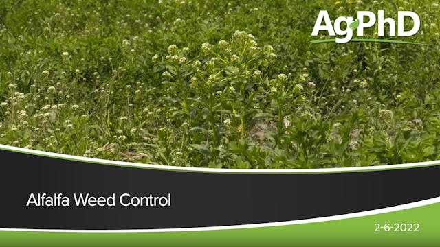 Alfalfa Weed Control | Ag PhD