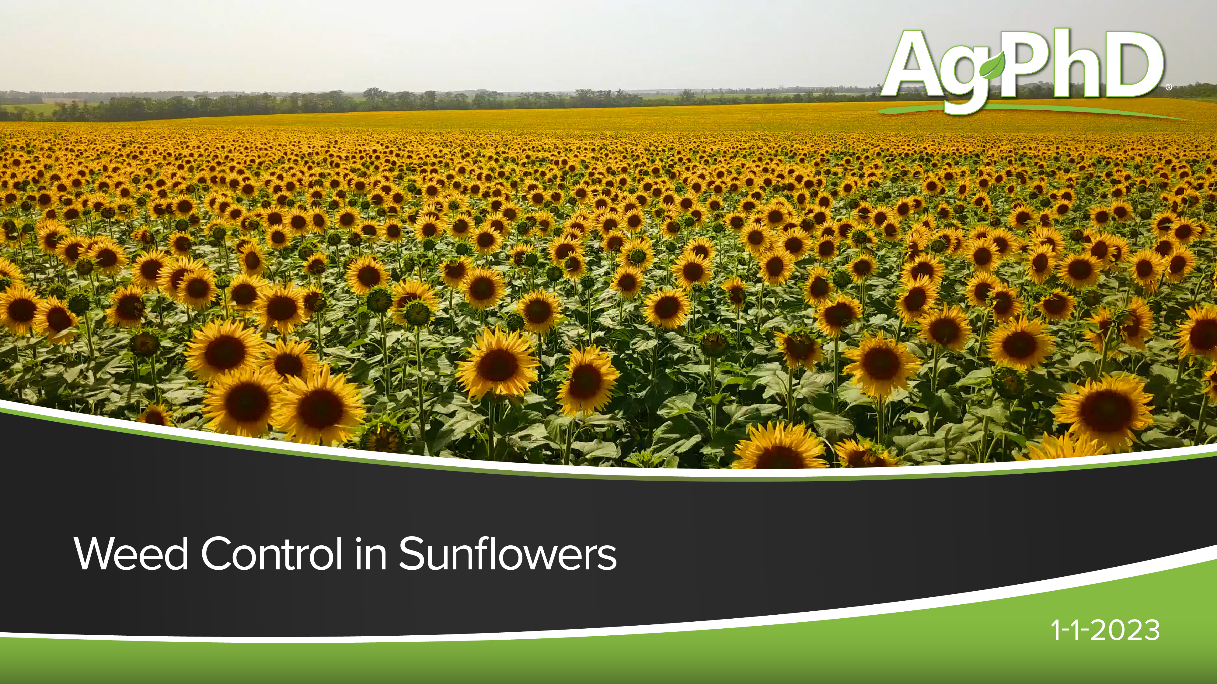 Sunflower Weed Control | Ag PhD