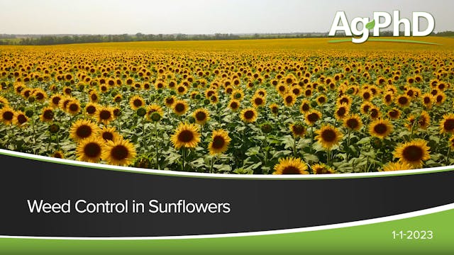 Sunflower Weed Control