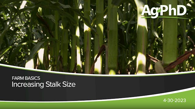 Increasing Stalk Size | Ag PhD