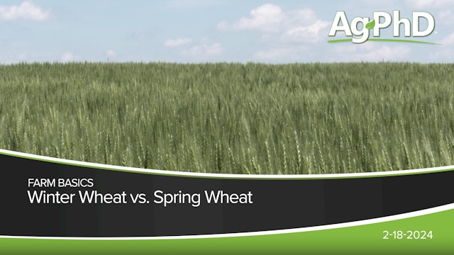 Winter Wheat vs Spring Wheat | Ag PhD