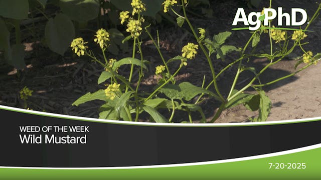 Wild Mustard | Ag PhD