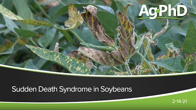 Sudden Death Syndrome in Soybeans | A...