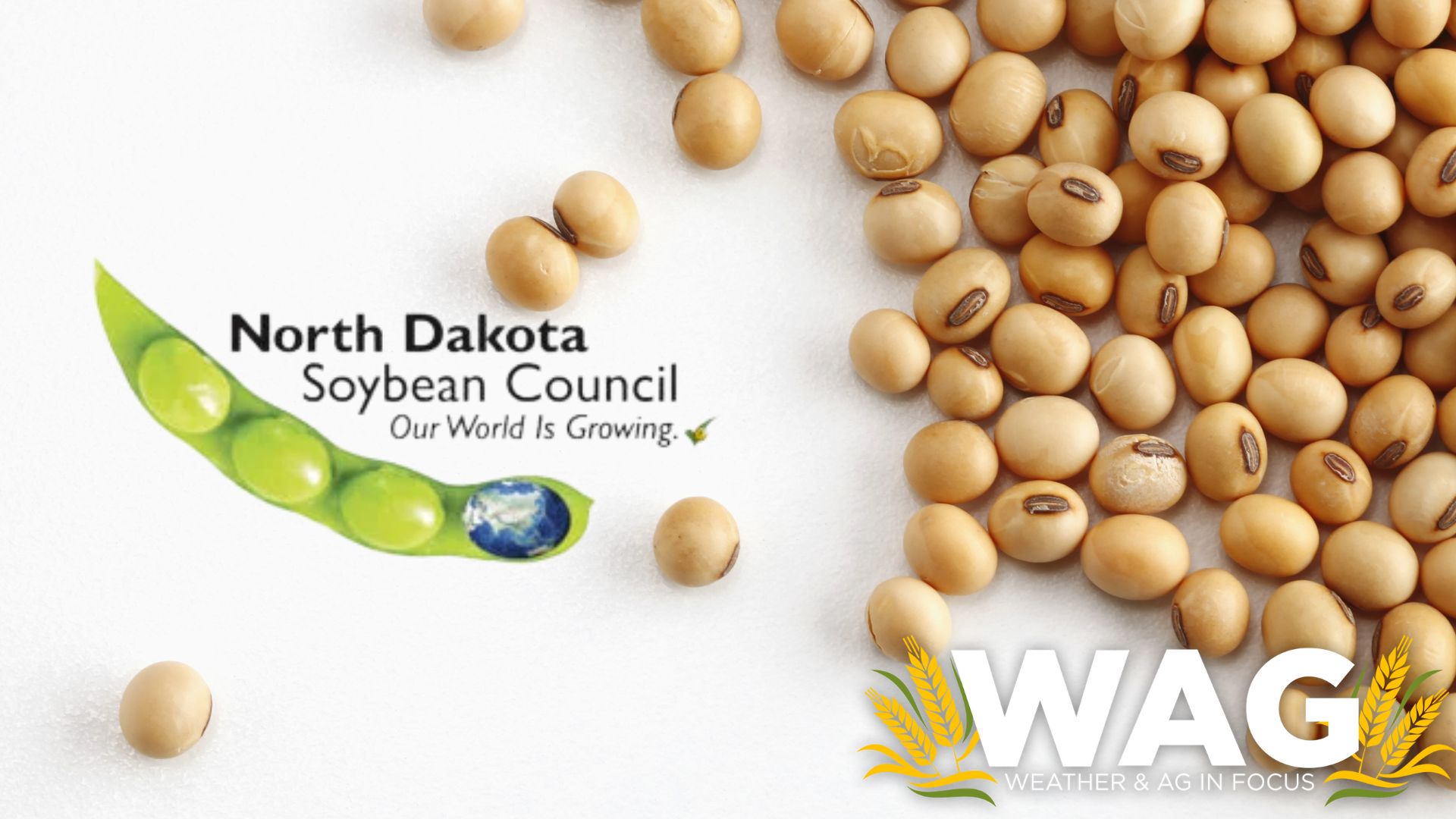 ND Soybean Council has a Sweetheart deal for you! WAG In Focus 2-10-23