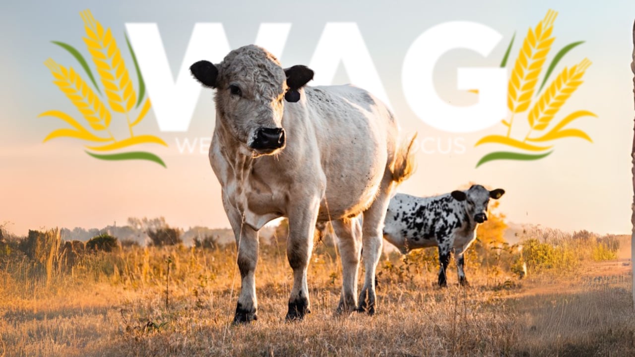 Making Our Here We Grow Field Great With These Folks! | WAG in Focus 08-11-25