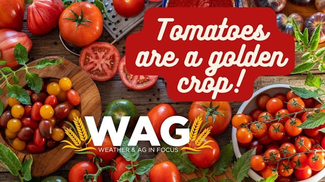 Tomatoes are a GOLDEN crop! | WAG In ...