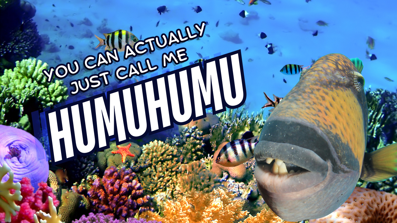 Free For All Tuesday! WAG in Focus 09/03/24