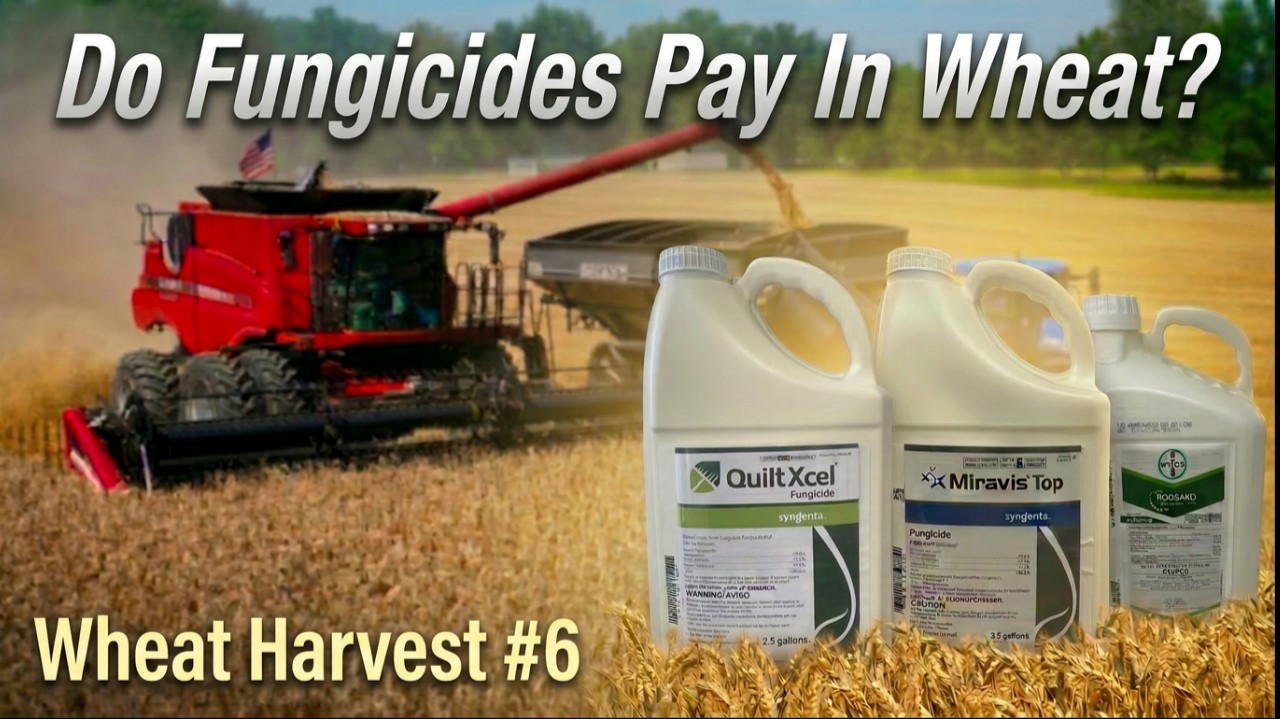 The Results Are In! Do Fungicides Pay in Wheat?? Wheat Harvest #6 | Griggs Farms