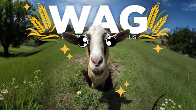 Sugar is Weathering a Storm | WAG in ...