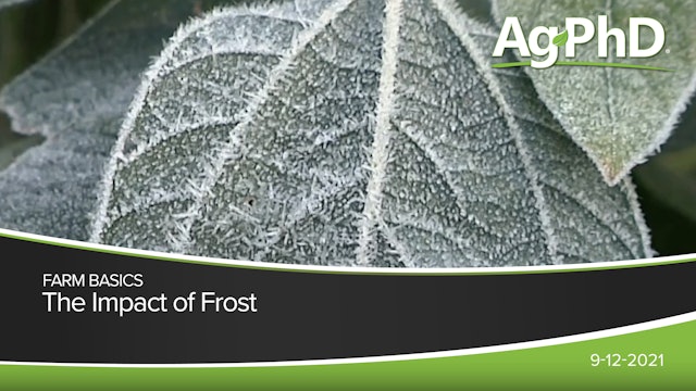 The Impact of Frost | Ag PhD