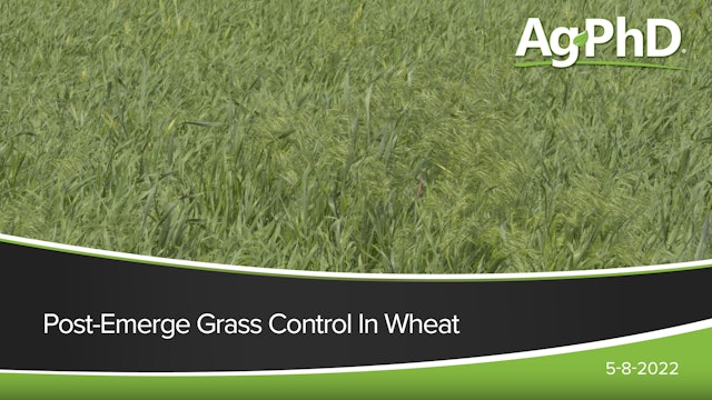 Post-Emerge Grass Control in Wheat