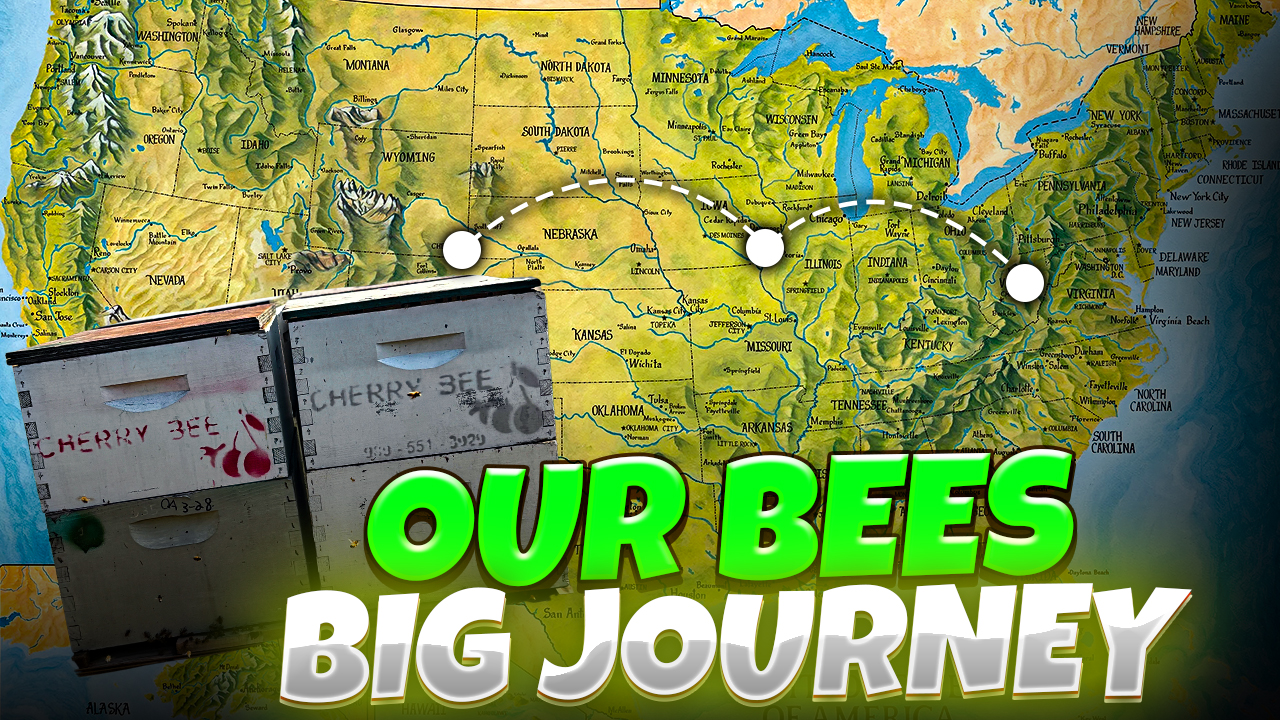 Our Honey Bees' Journey Pollinating, Honey, And Travel! | Pomes and Stones