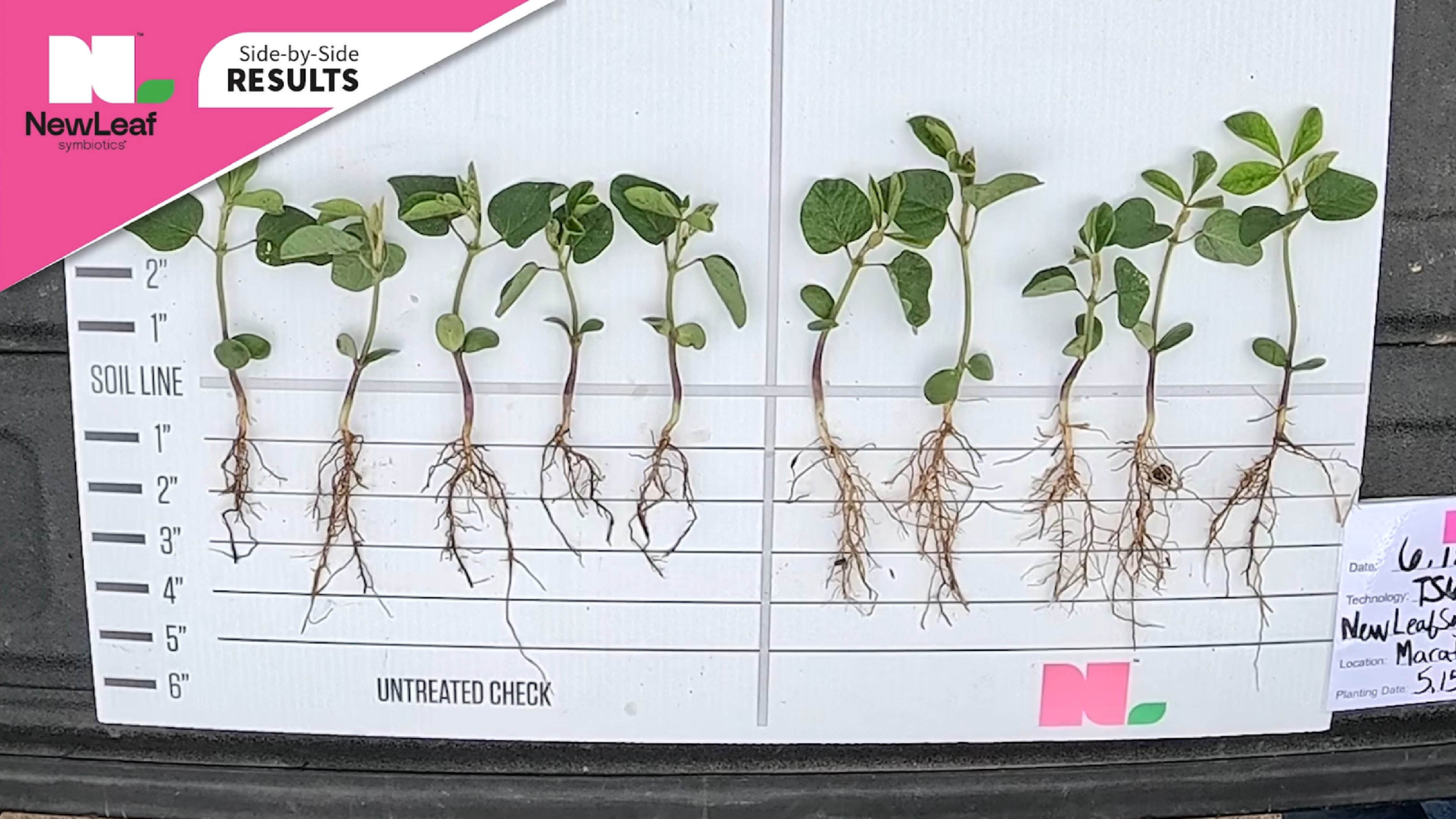 White Mold in Soybeans | Pink Performance Tour | NewLeaf Symbiotics