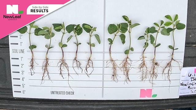 White Mold in Soybeans | Pink Perform...