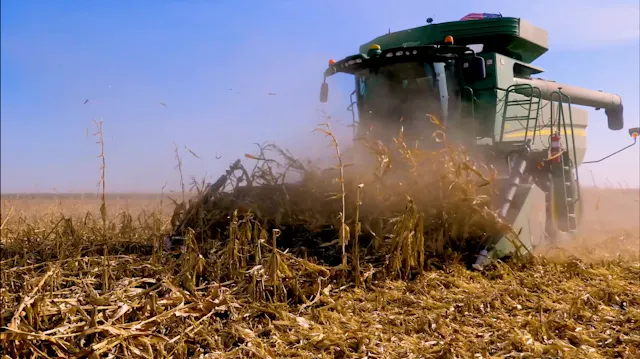 Turning Down Corn into Harvestable Ac...