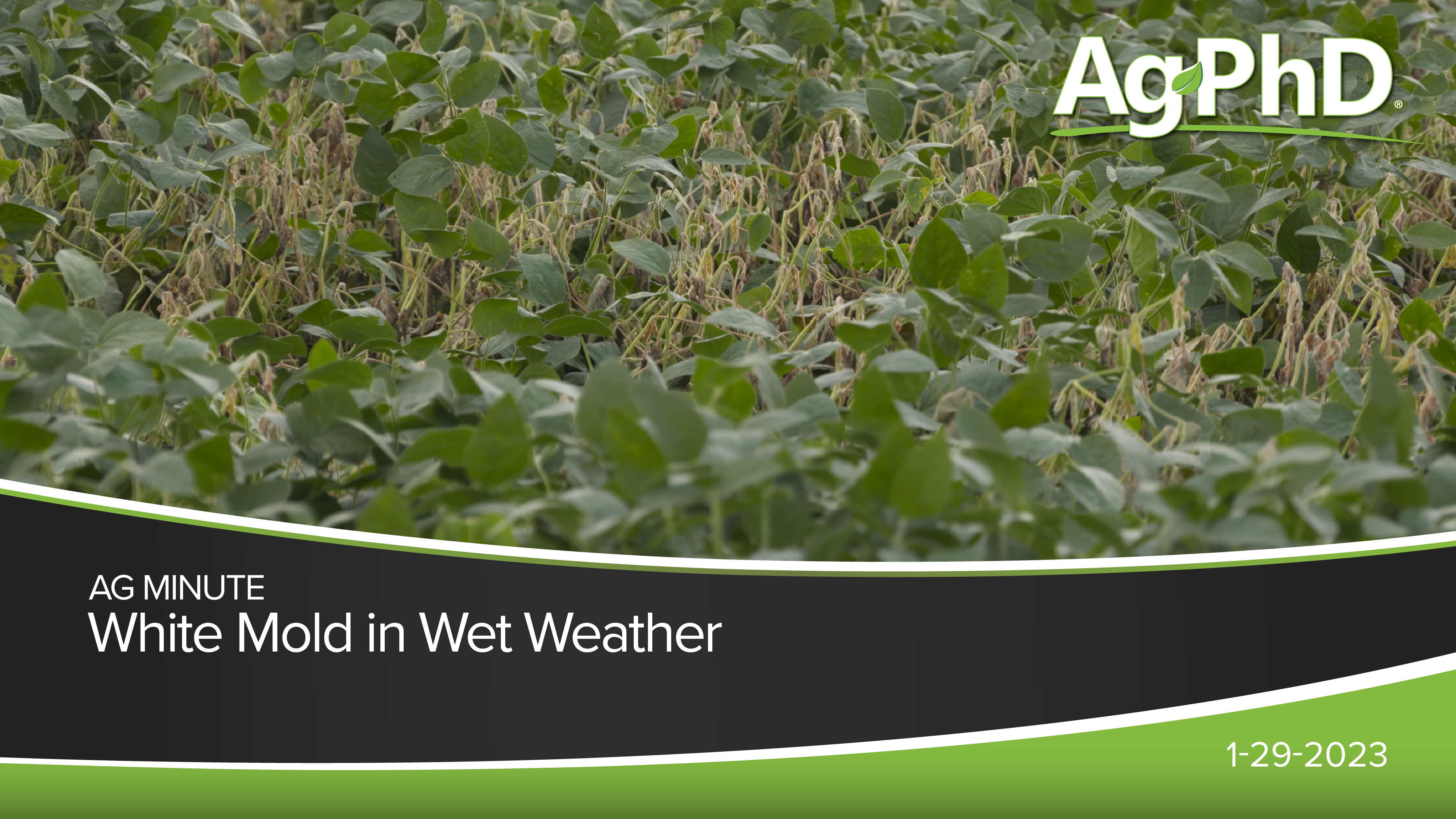 White Mold in Wet Weather | Ag PhD