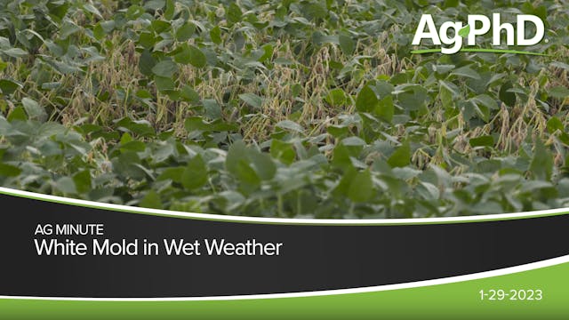 White Mold in Wet Weather | Ag PhD
