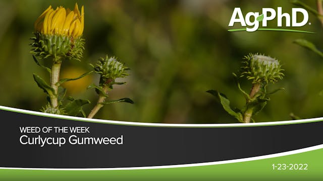 Curlycup Gumweed | Ag PhD