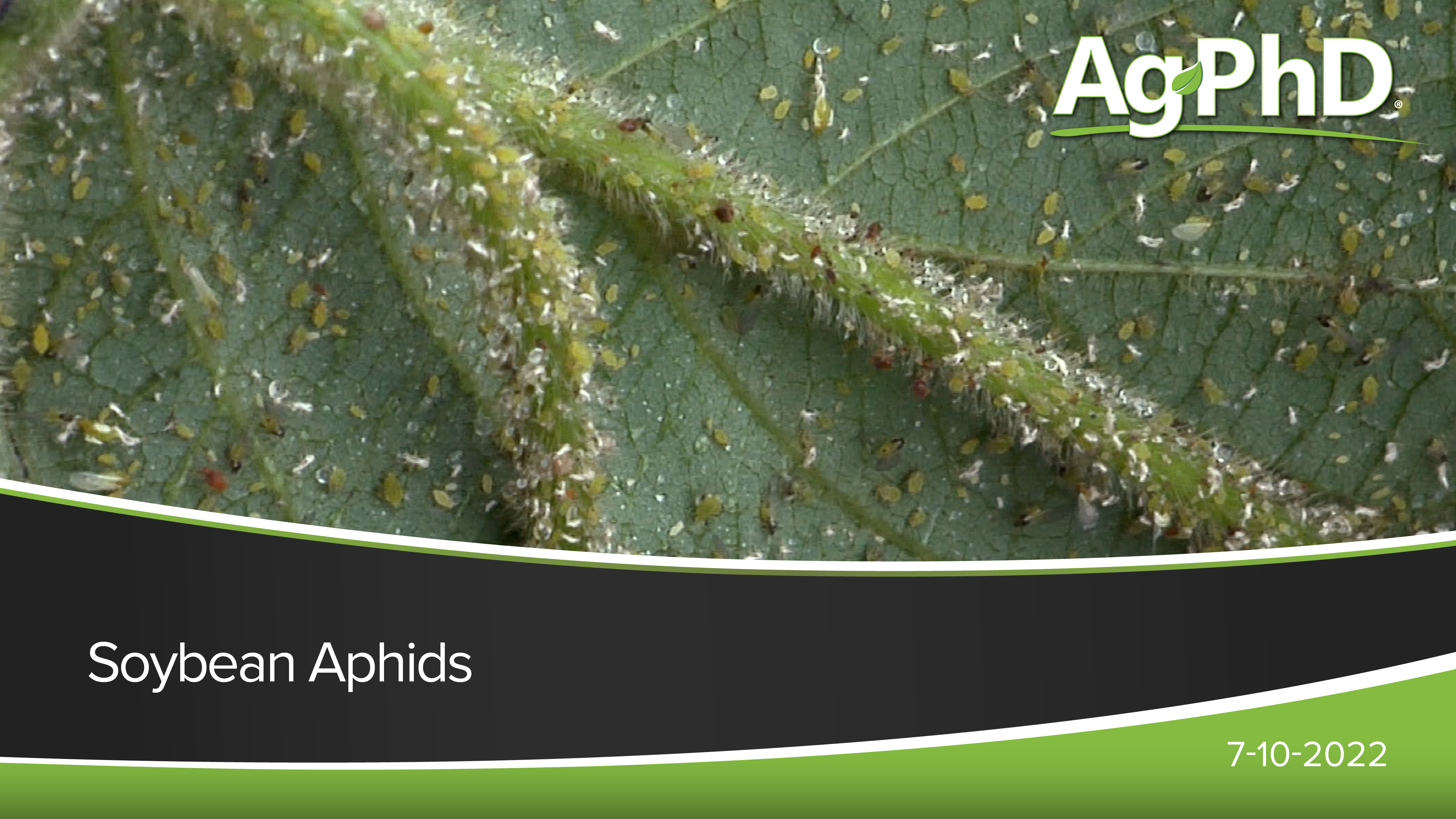 Soybean Aphids | Ag PhD