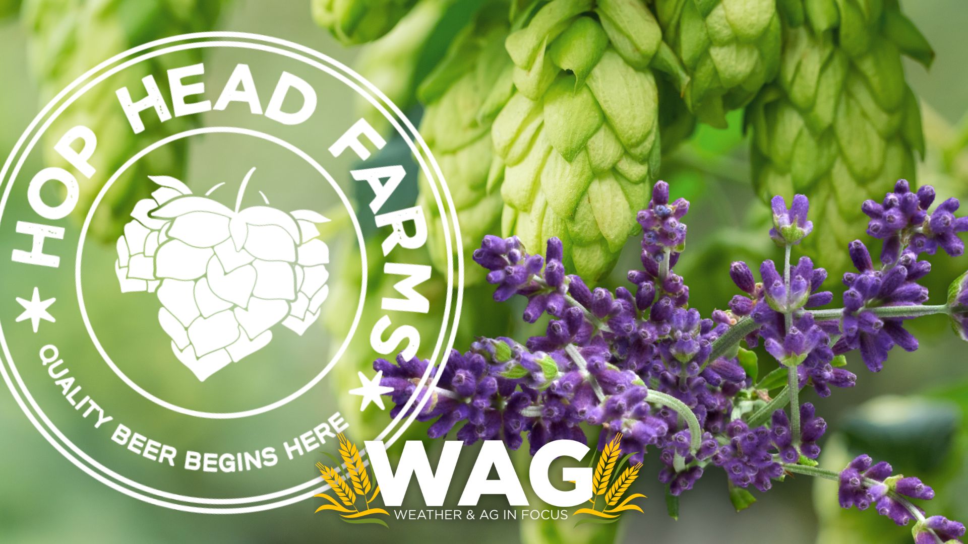 Meet the Team Raising 37 Different Crops on This Farm..WAG In Focus 6-28-23