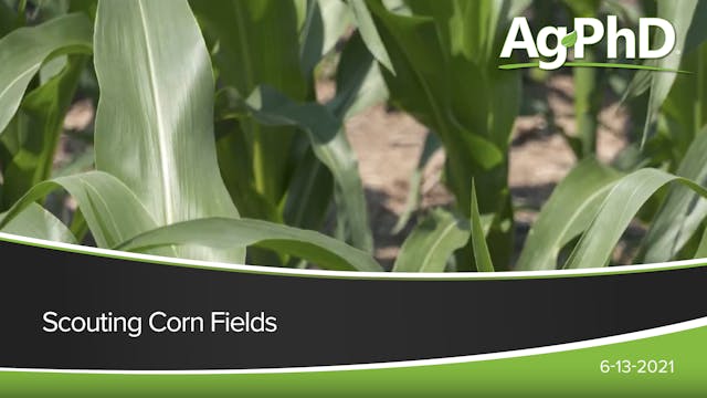 Scouting Corn Fields | Ag PhD