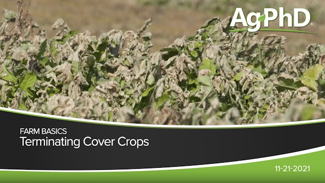 Terminating Cover Crops