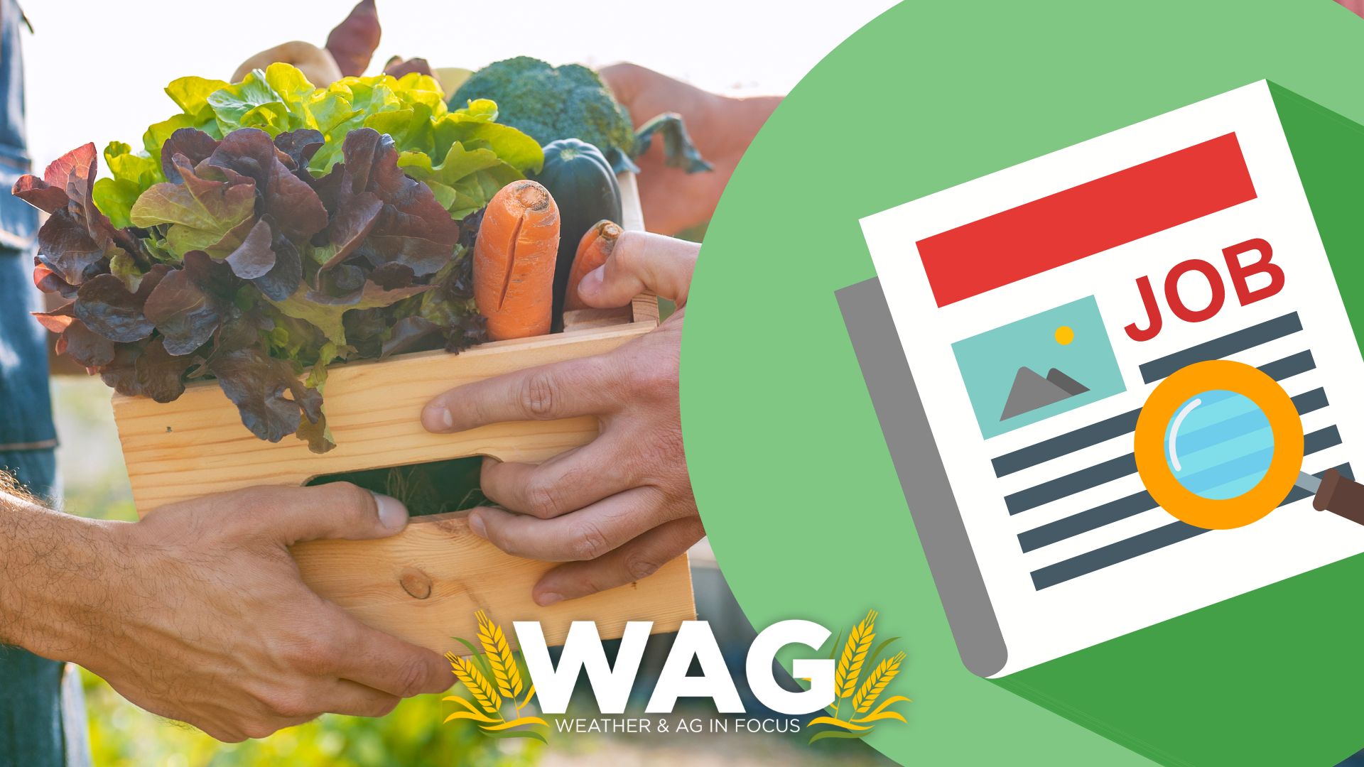 Employers are looking! The AG SKILLS YOU need to have - WAG In Focus 6-26-23