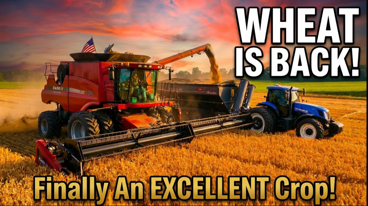 Trend Reversal:  An Excellent Wheat Crop After 3 Subpar Ones | Griggs Farms