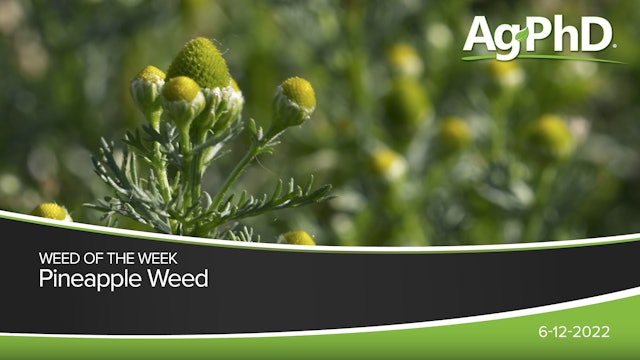 Pineapple Weed | Ag PhD