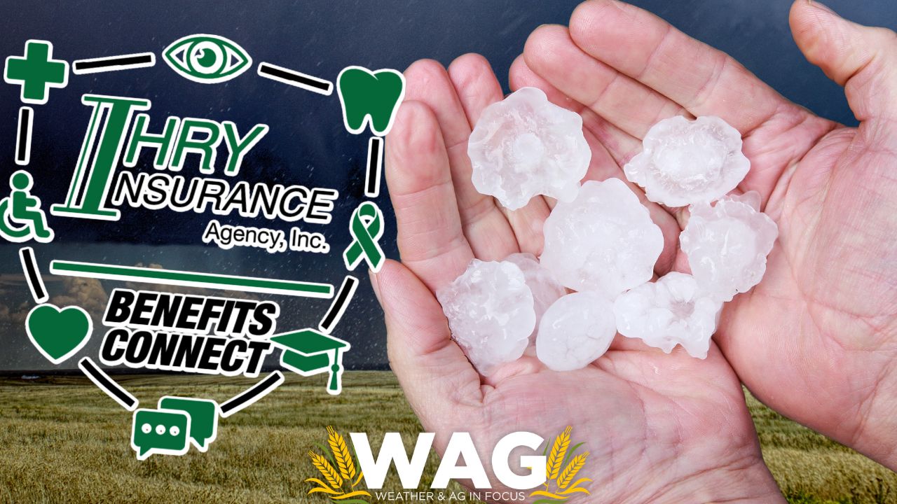 Holy Hail Insurance! HOW TO Protect your CROP - WAG In Focus 5-11-23