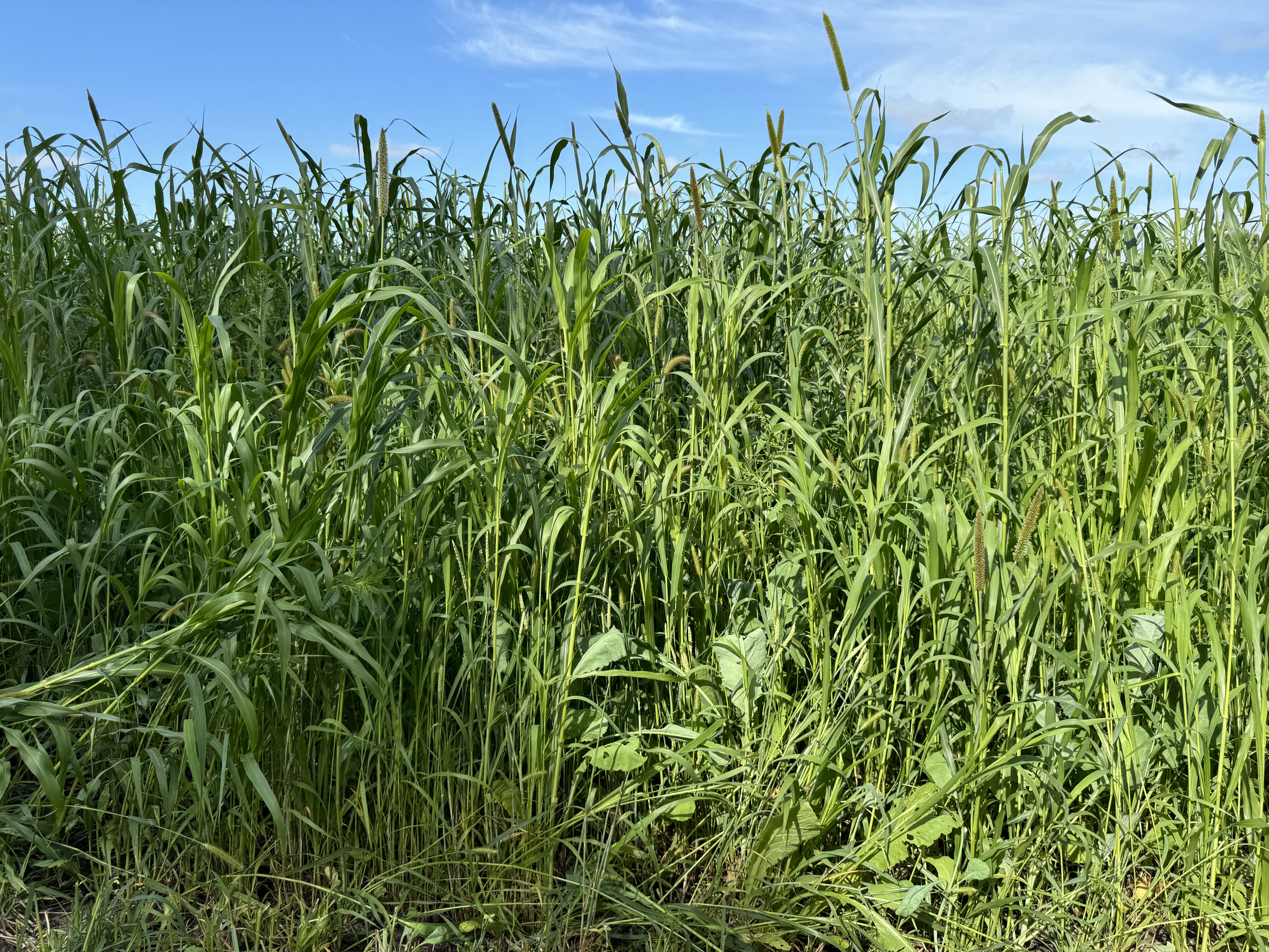 OptiHarv | Renovo Seed