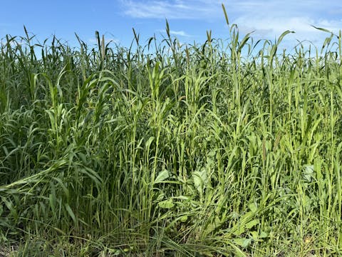 OptiHarv | Renovo Seed