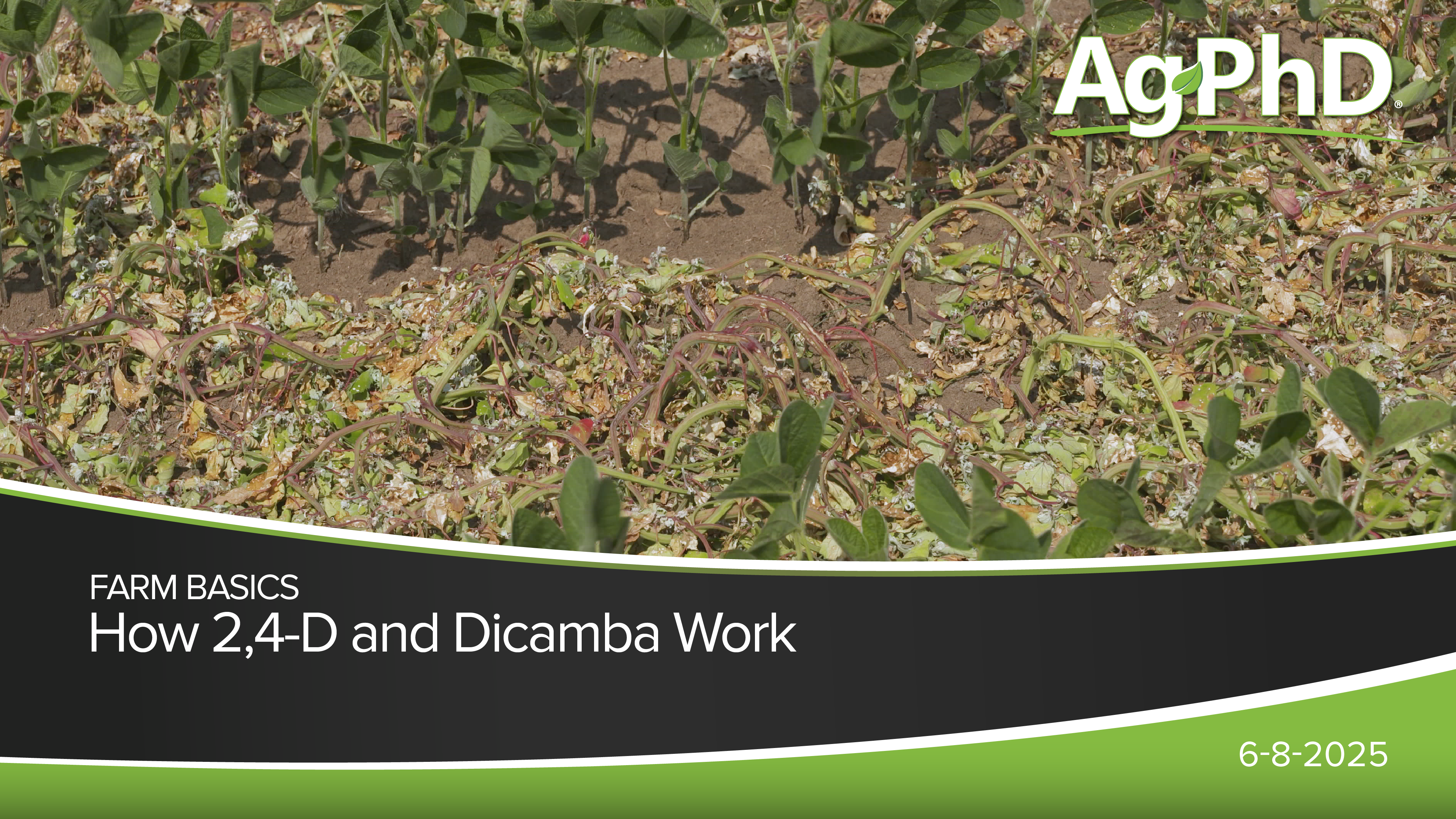 How 2,4-D and Dicamba Work | Ag PhD
